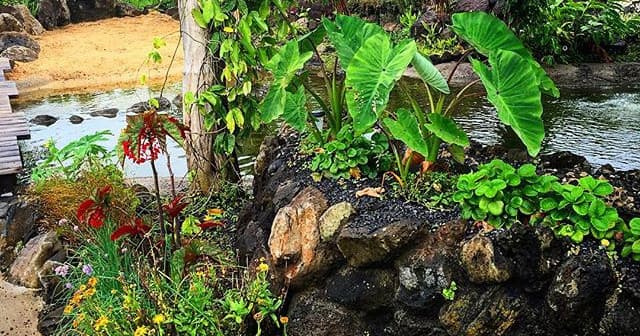 Tropical riverfront garden with lush foliage by volcanic rock