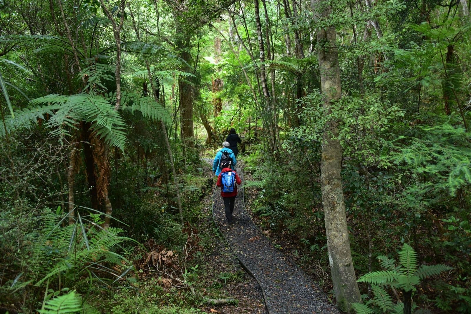 Explore Ulva Island: A Guided Walk Through New Zealand's Predator-Free Bird Sanctuary