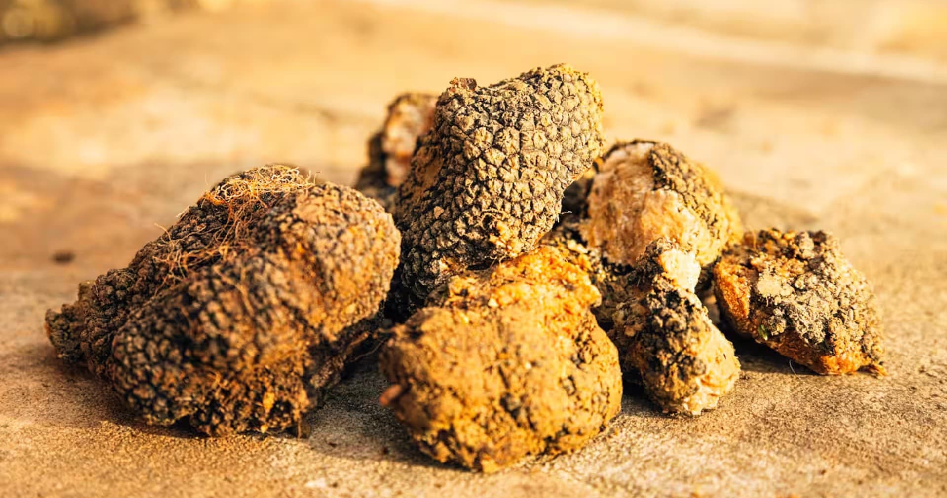Truffle Hunting in Tuscany with Farm Experiences & Tours
