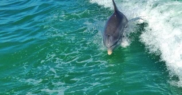 Wildlife & Dolphin Cruise with Adventure in Paradise Inc in Fort Myers