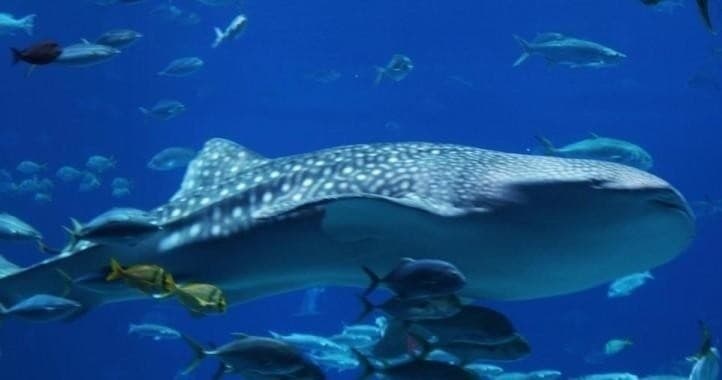 Whale shark surrounded by reef fish in deep blue ocean