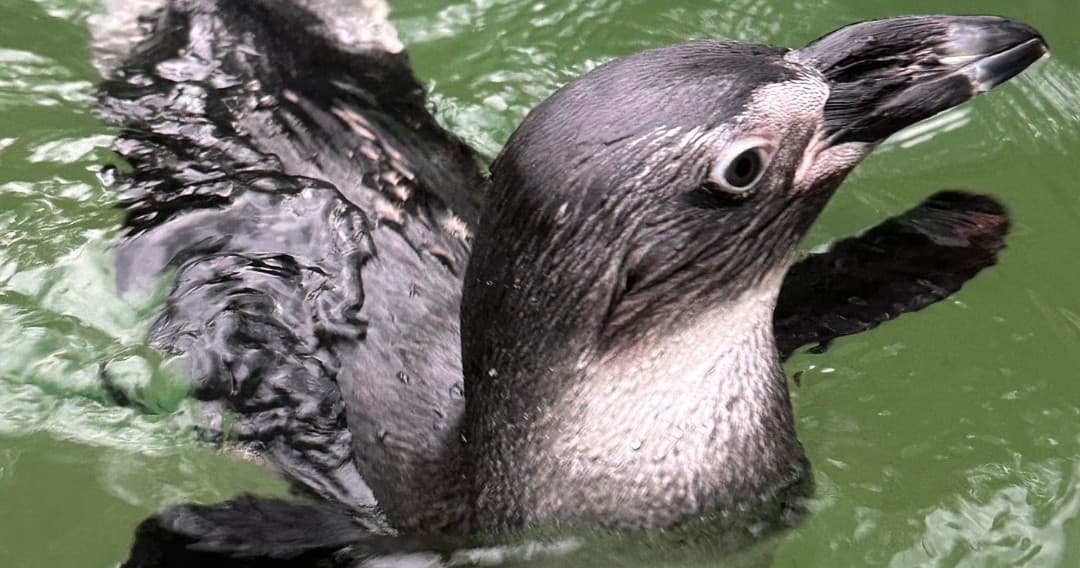 Penguin Splash Adventure in Cleveland, Georgia