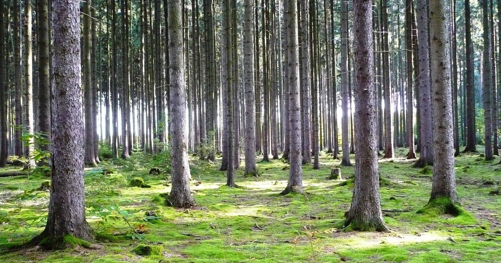 Sunlit pine forest with mossy ground ideal for hikes