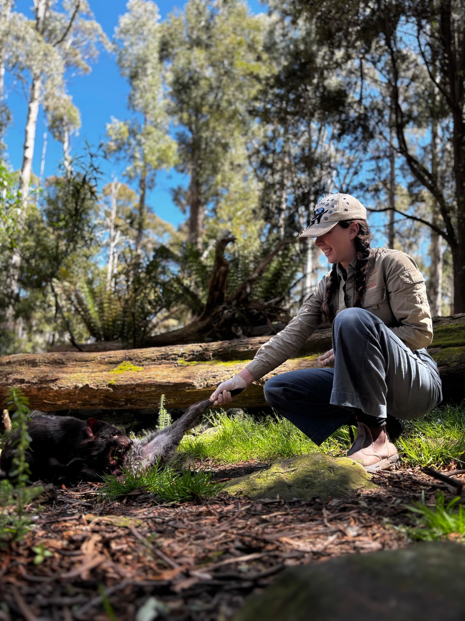 Devil Tug-of-War at Trowunna: Up-Close Tasmanian Devil Encounter in Mole Creek