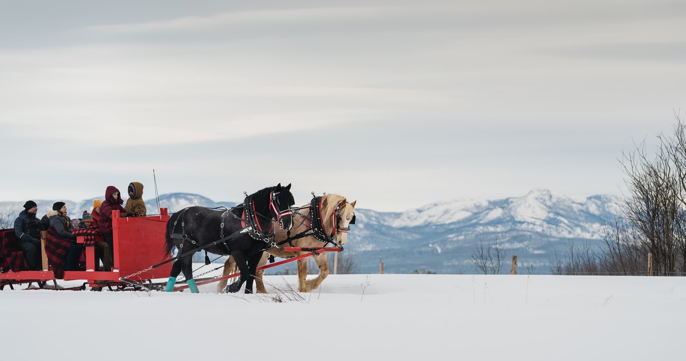 Horse-drawn sleigh tour across snowy landscape with mountain views