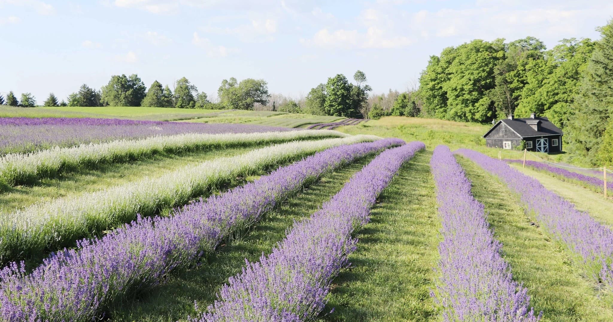 Kelso Lavender team