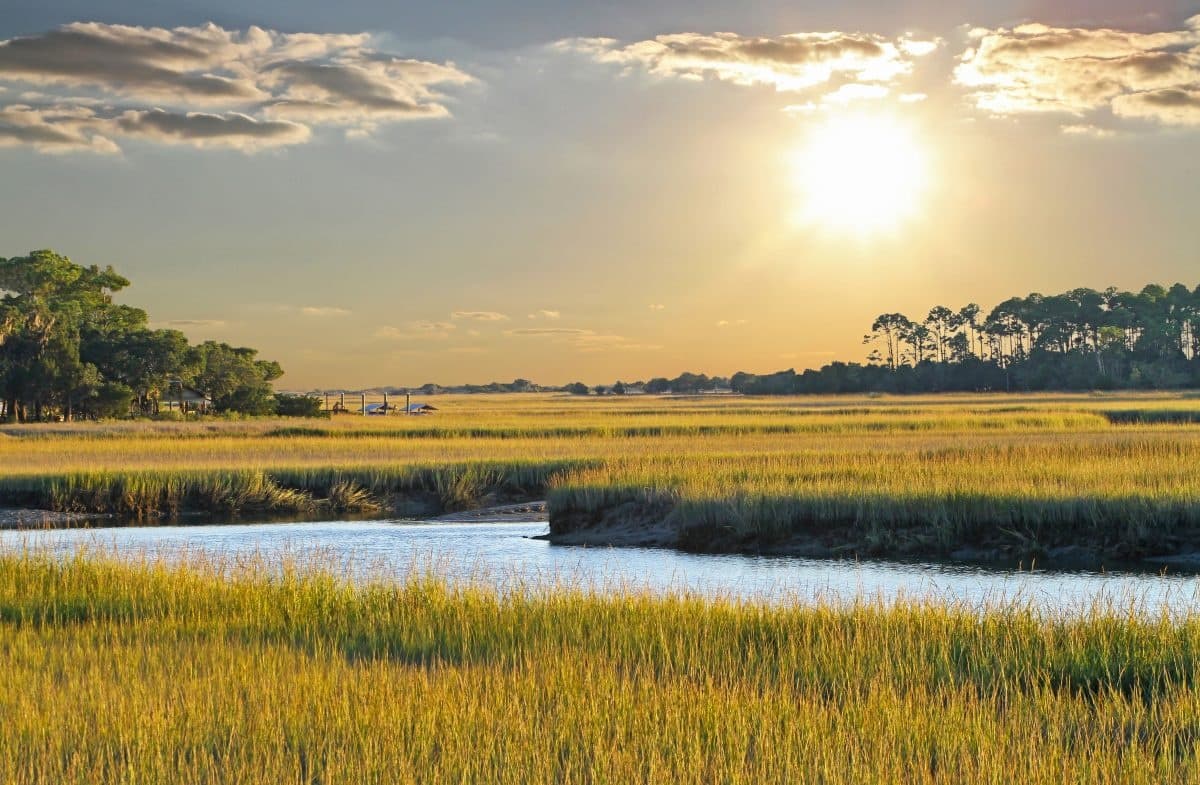 Glide Through Kiawah River: Explore South Carolina’s Coastal Wilderness on a Paddleboard Safari