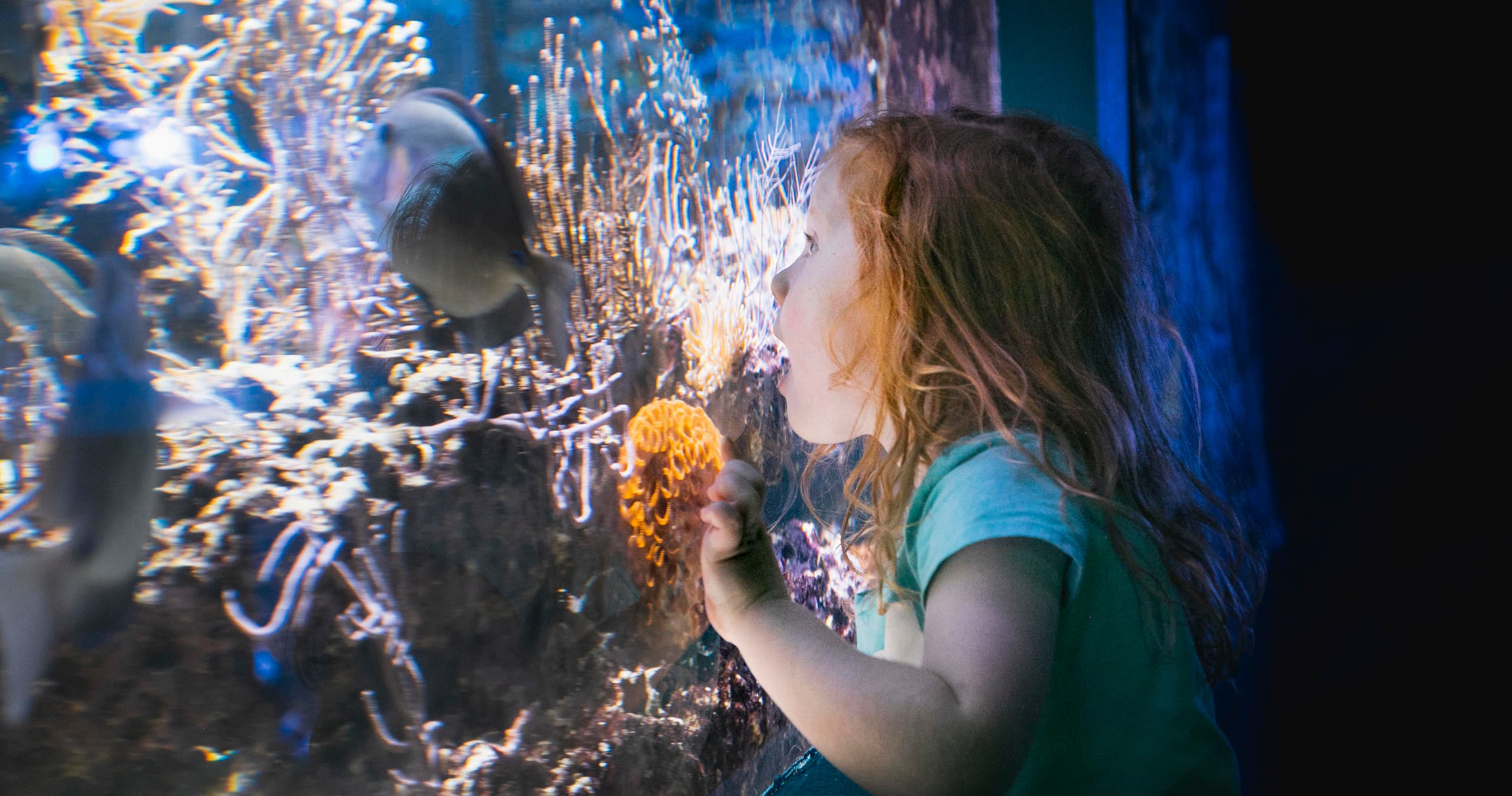 Butterfly House & Aquarium team