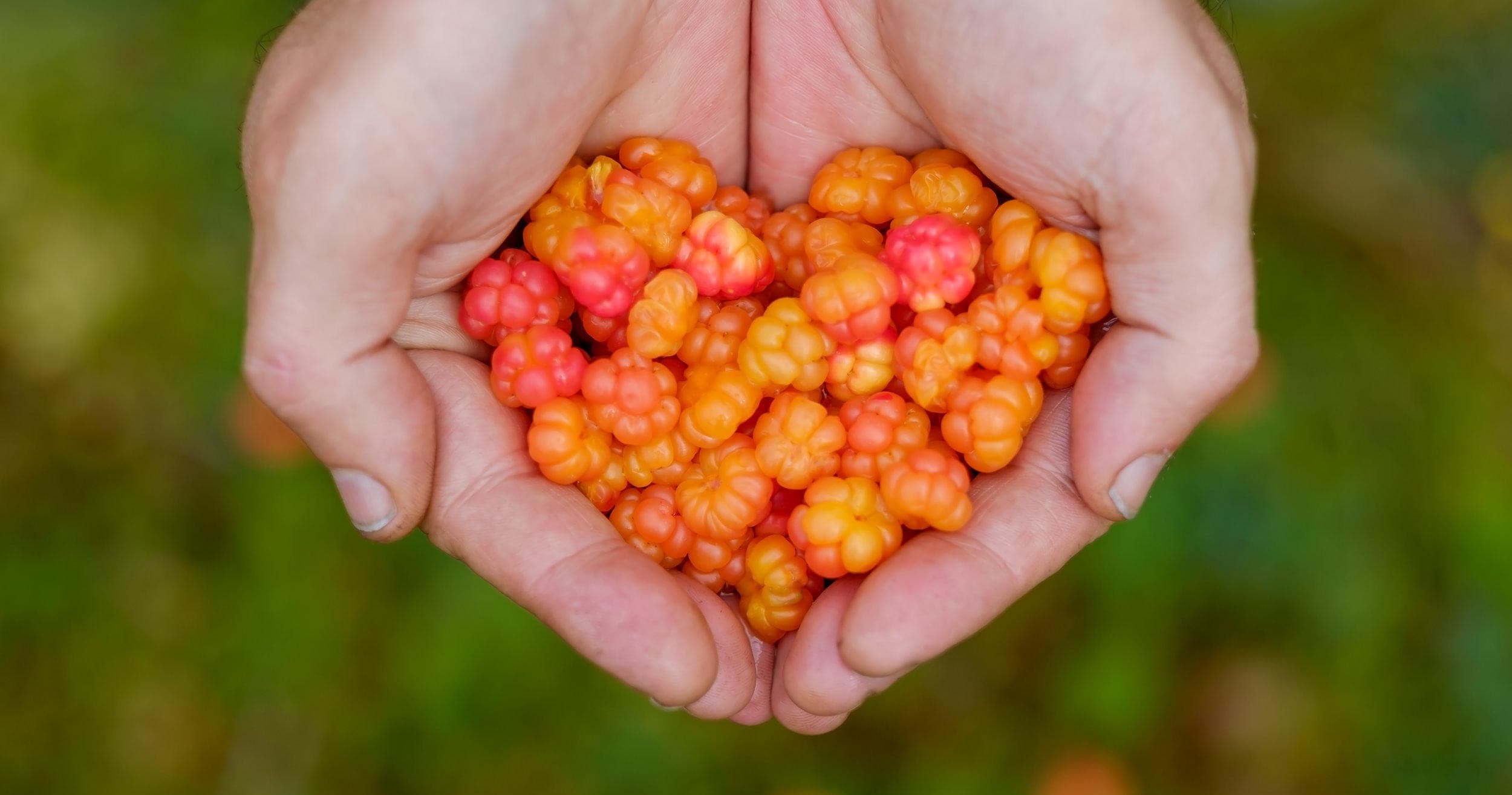 Hands holding cloudberries in forest foraging harvest, bright orange
