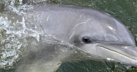 Bottlenose dolphin surfacing near boat showing playful wildlife