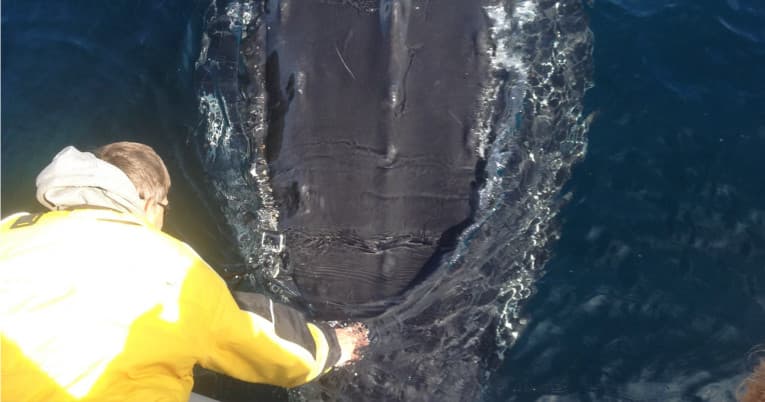 Guide photographing humpback whale from boat on ocean ecotour