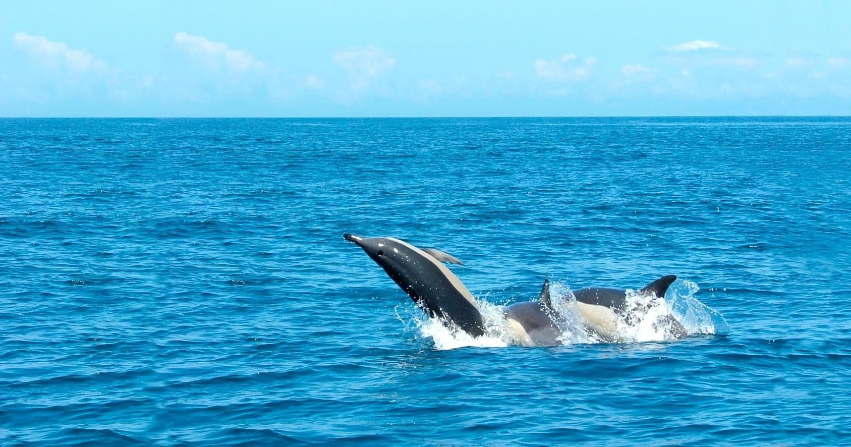 Thrilling RIB Charter Experience Navigating Lisbon’s Waterways