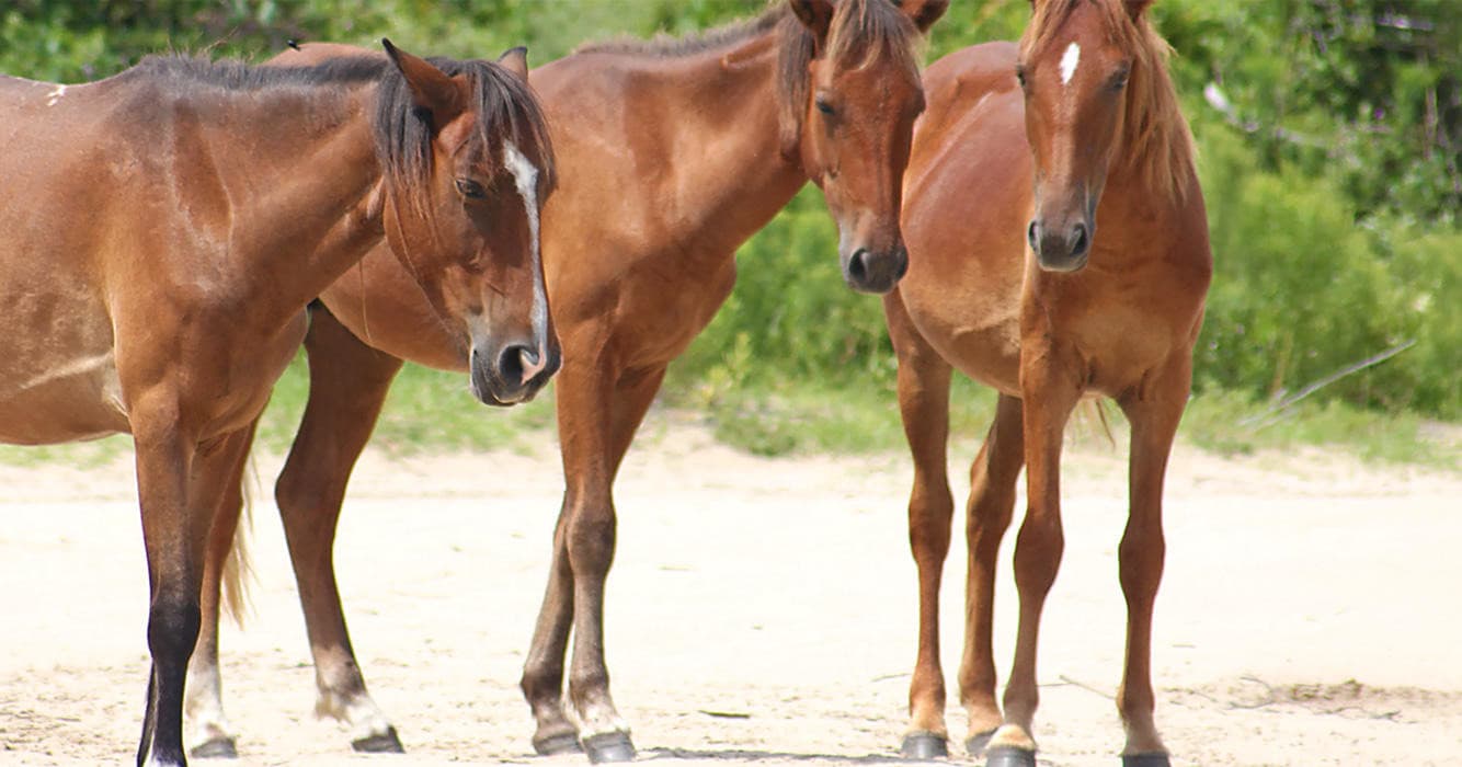 Three wild horses standing on sandy trail in coastal dunes