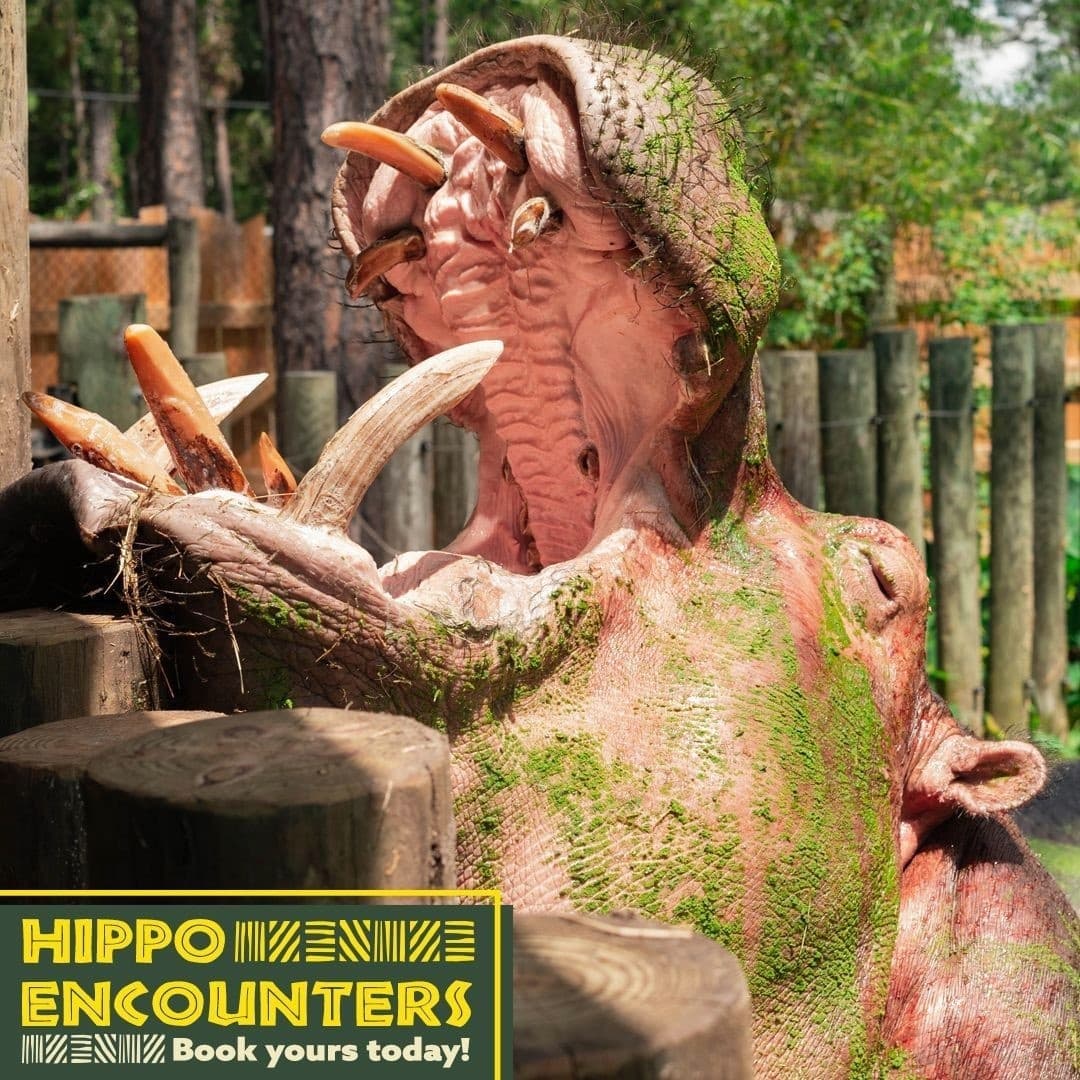 Hippo Encounters at Gulf Breeze Zoo: A Rare Animal Experience