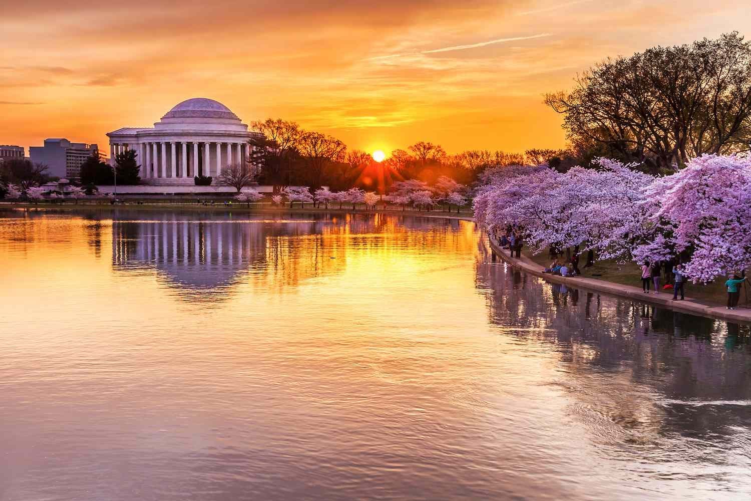 Cherry blossom view of Jefferson Memorial at golden hour