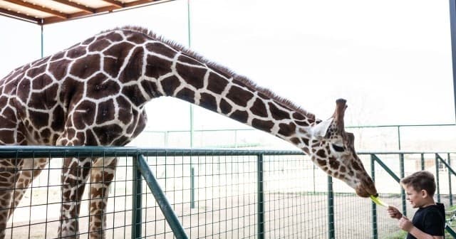 Visitor feeding giraffe at outdoor safari enclosure