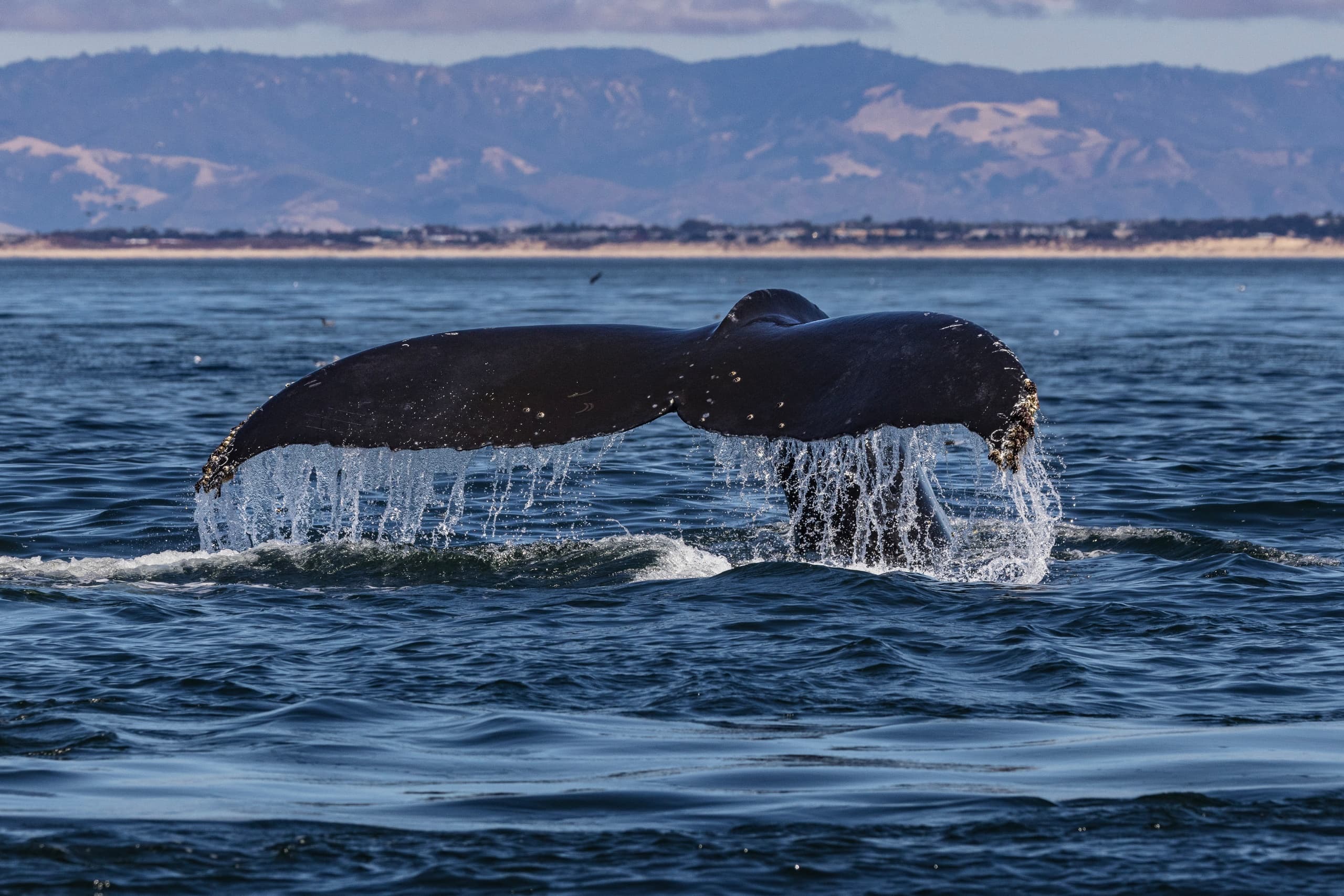 3 Hour Afternoon Whale Watch in Monterey Bay, CA