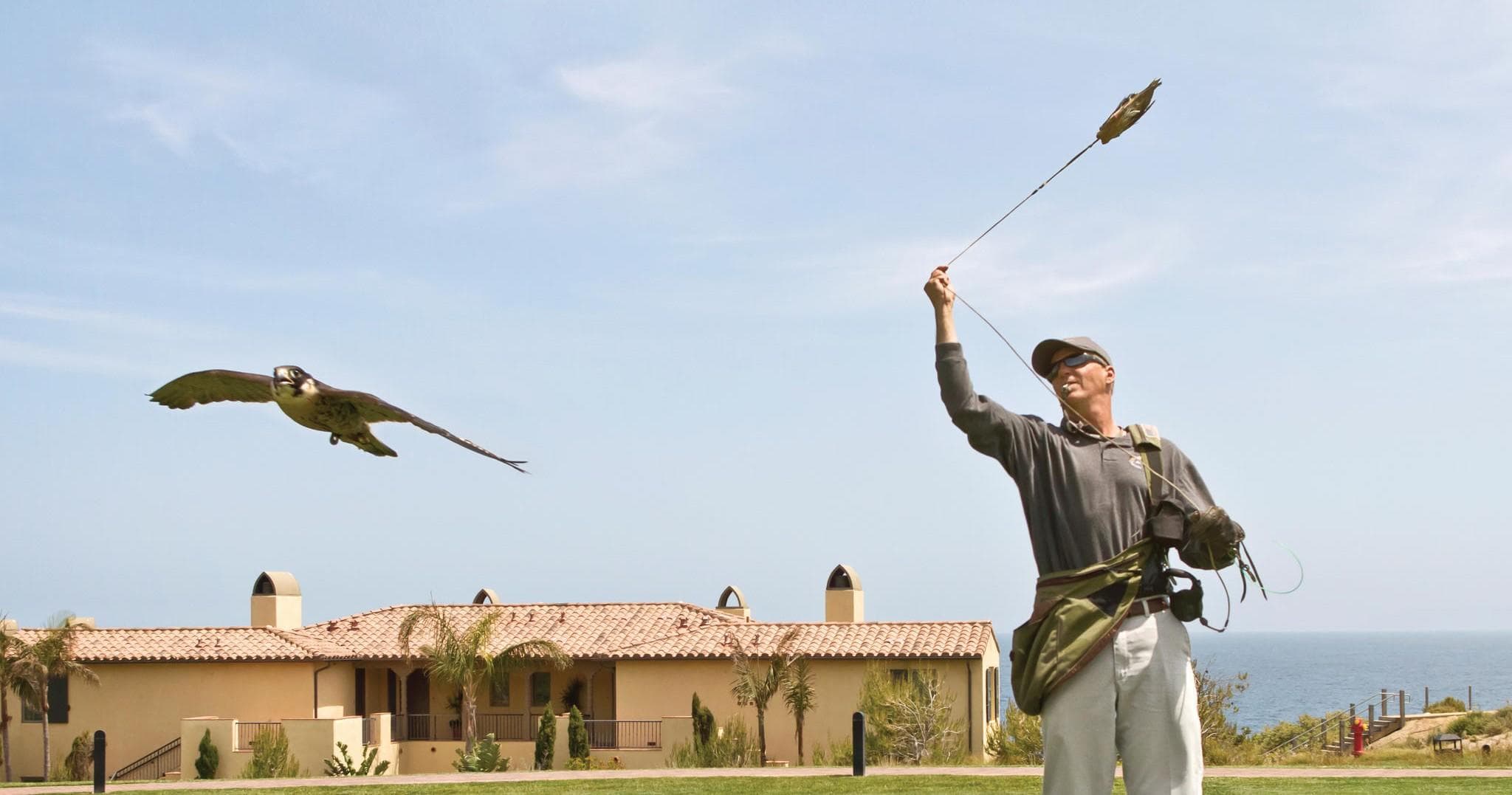 Private Falconry Experience in Rancho Palos Verdes, CA