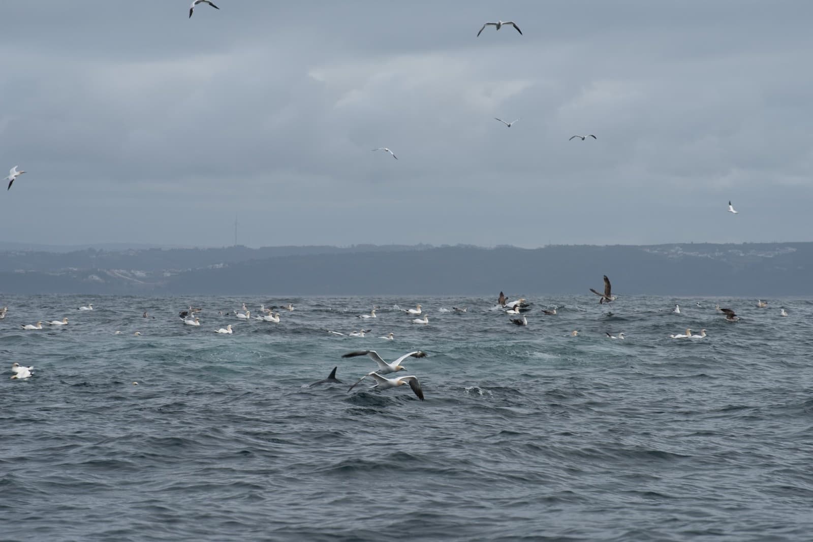 Nazare Onda Wave fleet