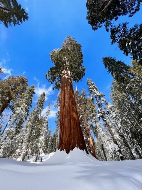 Private Sequoias Winter Tour: Kings Canyon & Giant Sequoias from Three Rivers