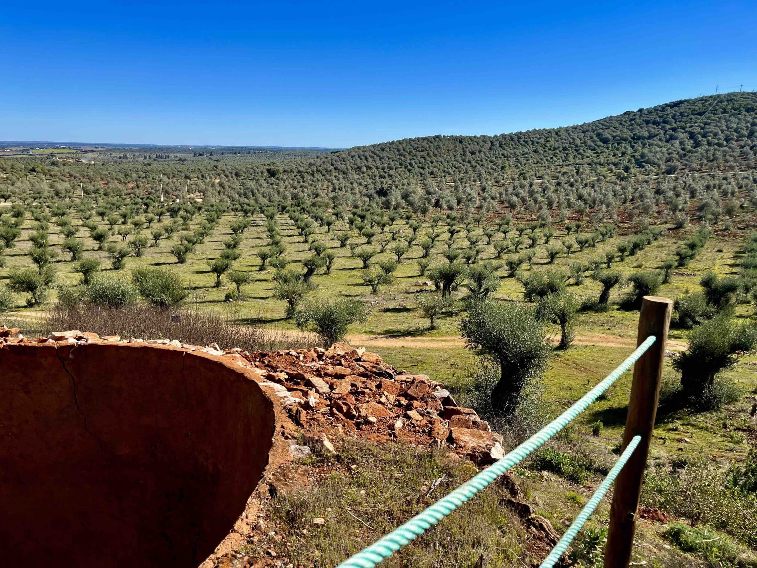 Olive grove landscape in Alentejo Portugal, hiking viewpoint