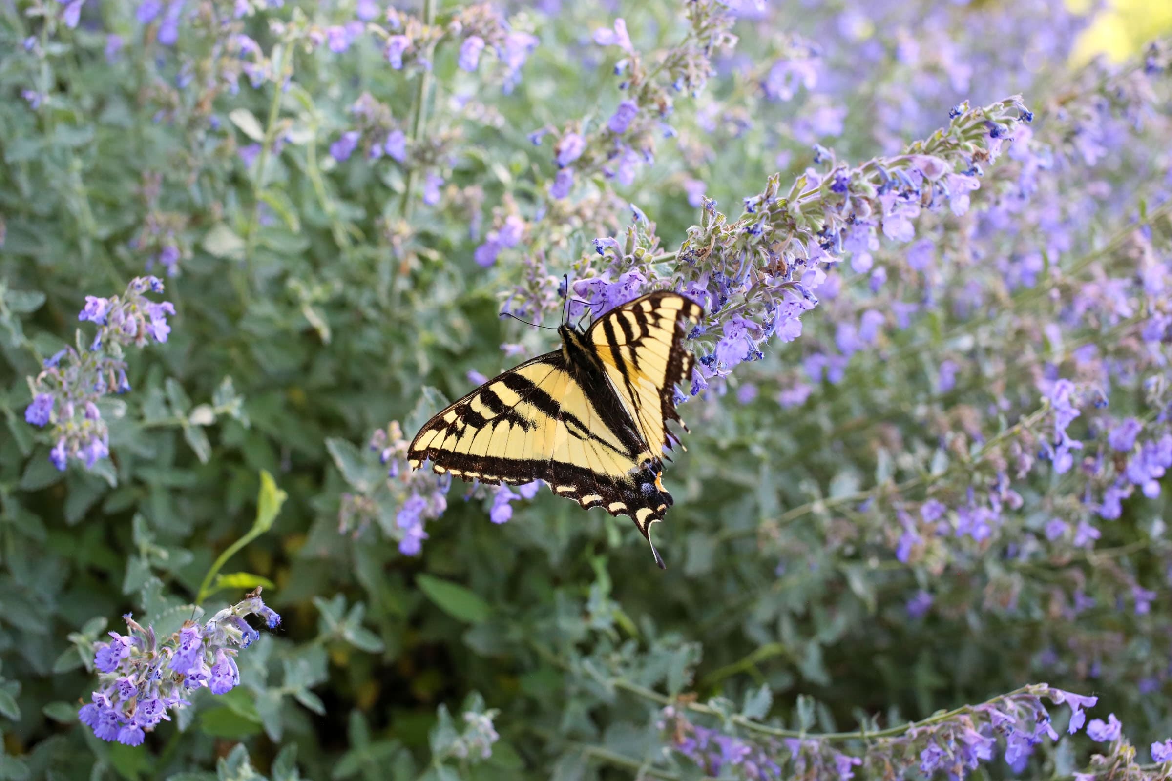Earth Day Guided Nature Walk at Ogden Nature Center: Discover Native Plants & Wildlife photo 2