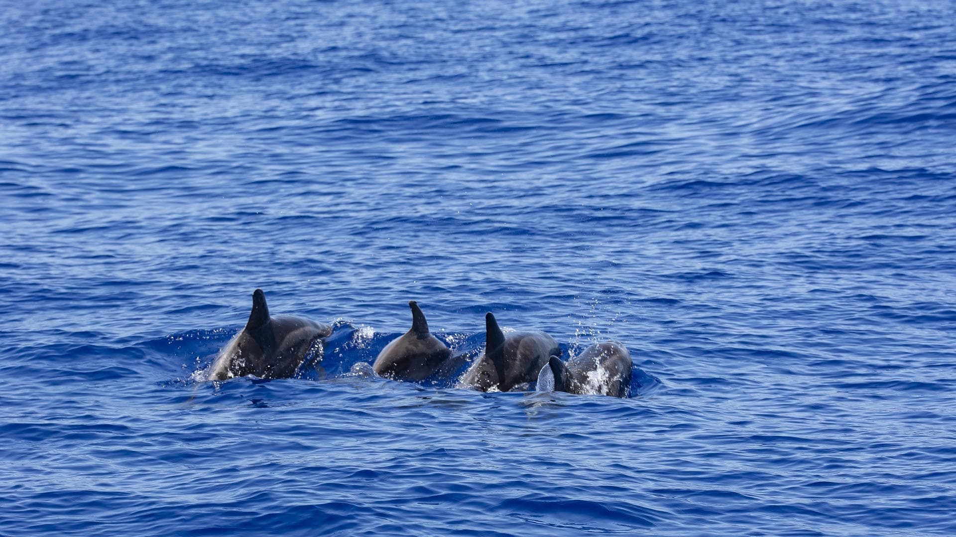 Dolphin Watch Evening Tour in South Padre Island, TX