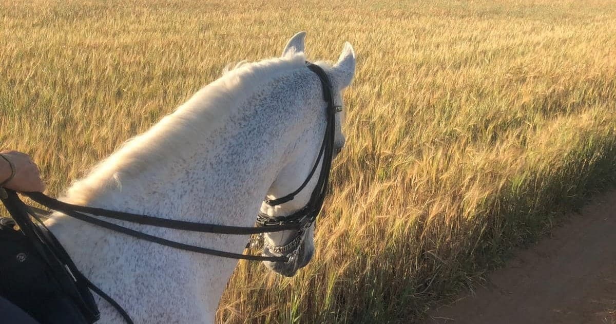 Horseback riding in Seville | Guided Tour in Bollullos de la Mitación | Horse