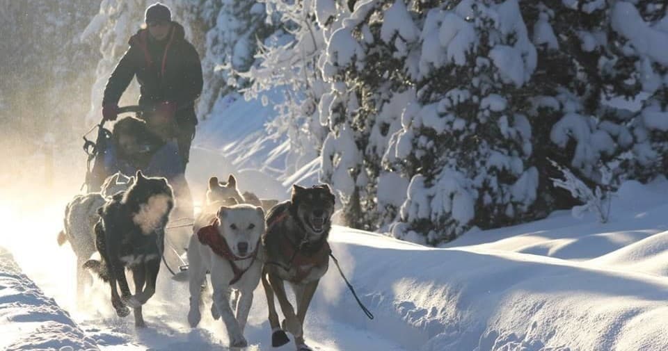 Musher driving sled through sunlit alpine forest with dogs