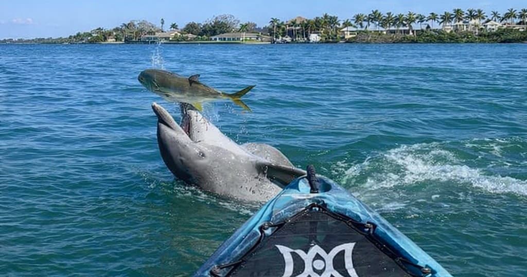 Paddle Midnight Pass: North Jetty Venice Single Kayak Rentals from Nokomis