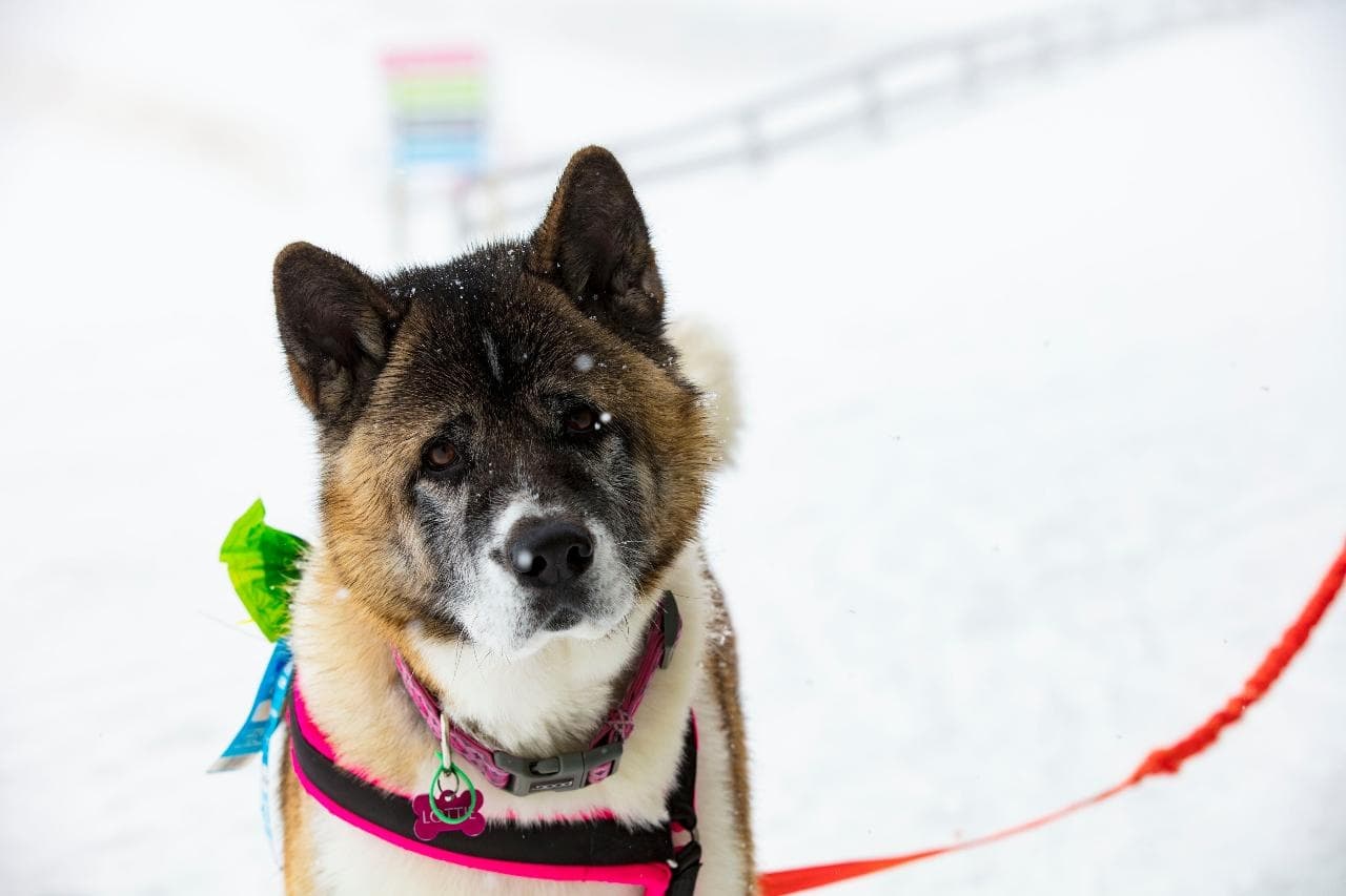 Dog-Friendly Winter Trails at Snow Farm