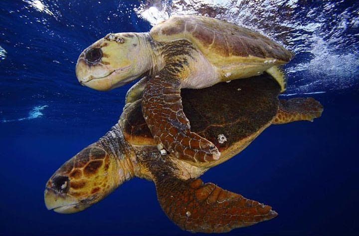 Private Reef Dive Charter with Calypso Dive Charters in Riviera Beach