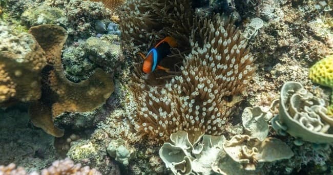 Reef Quest Private Charter: Outer Great Barrier Reef Wavepiercer Snorkel from Shute Harbour photo 3