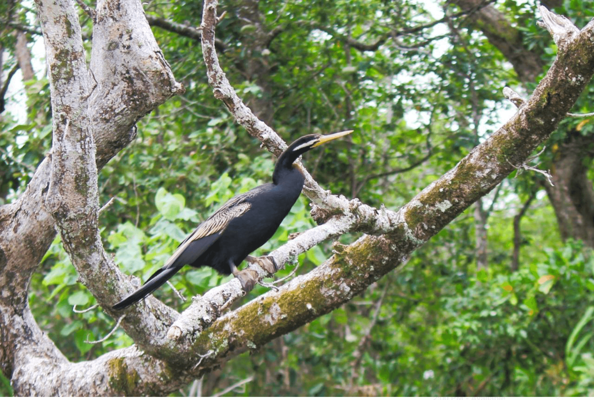 Crocodile Express Daintree River Cruises team