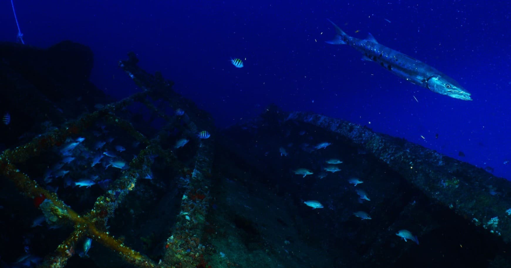 Night Diving Adventure with AquaLife Divers in Pompano Beach
