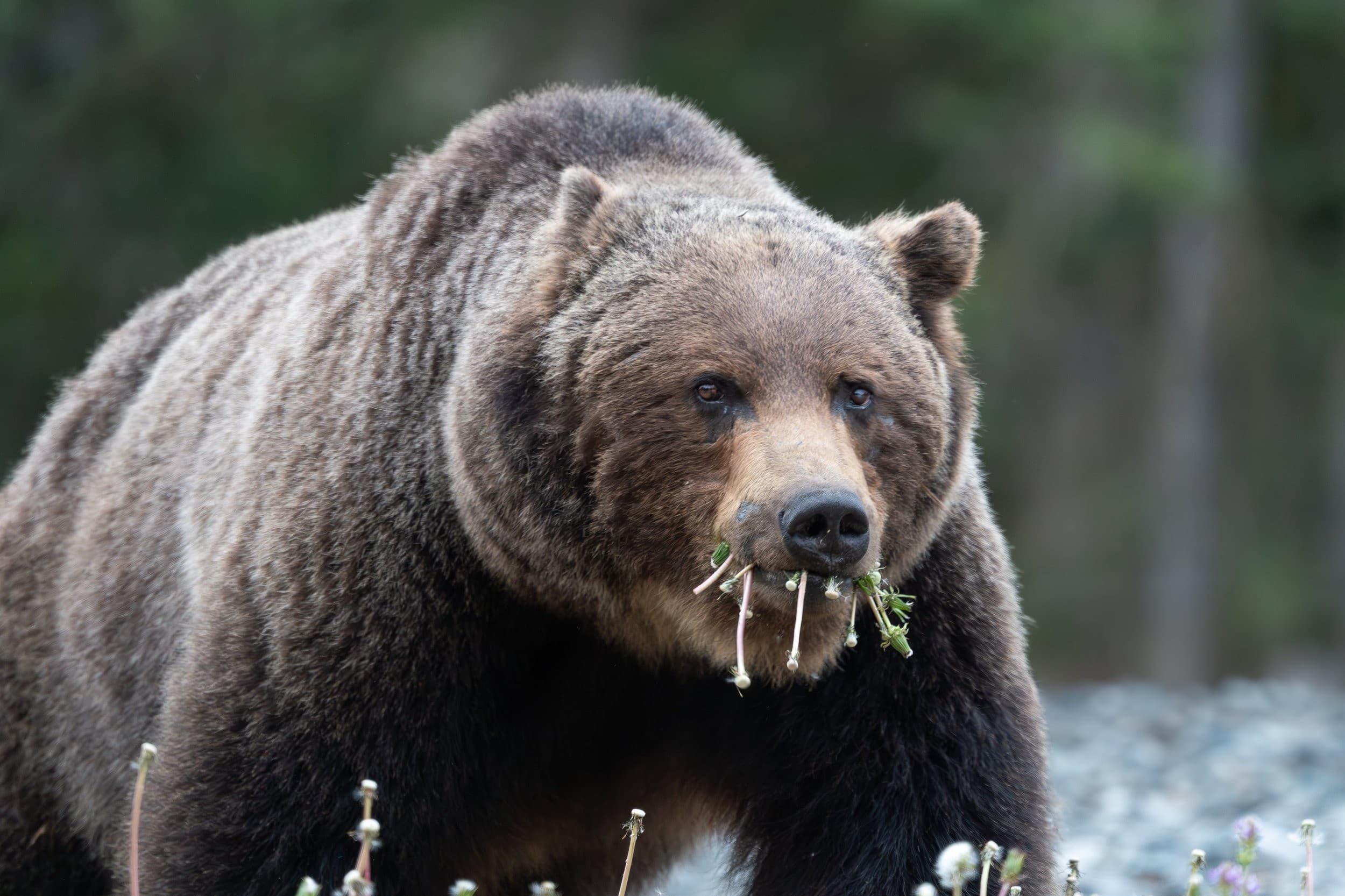 Private Photography Tours in Banff National Park: Capture Turquoise Lakes & Wildlife