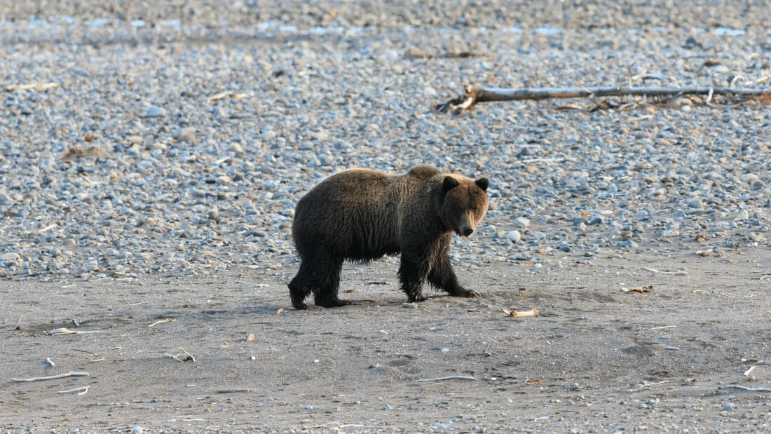 Yellowstone Bear & Wolf Wildlife Safari Adventure