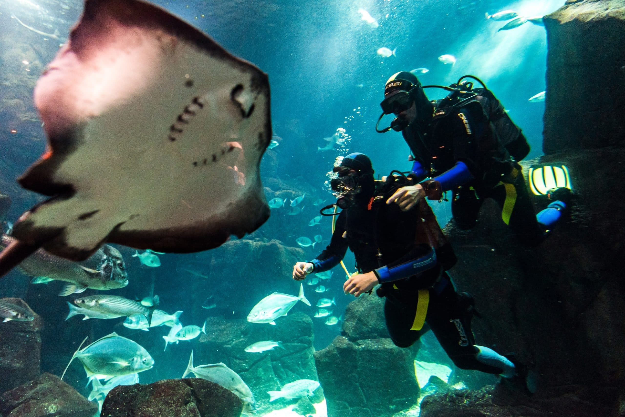 Inside Aquário da Madeira: Swim with Sharks and Rays in Porto Moniz photo 1