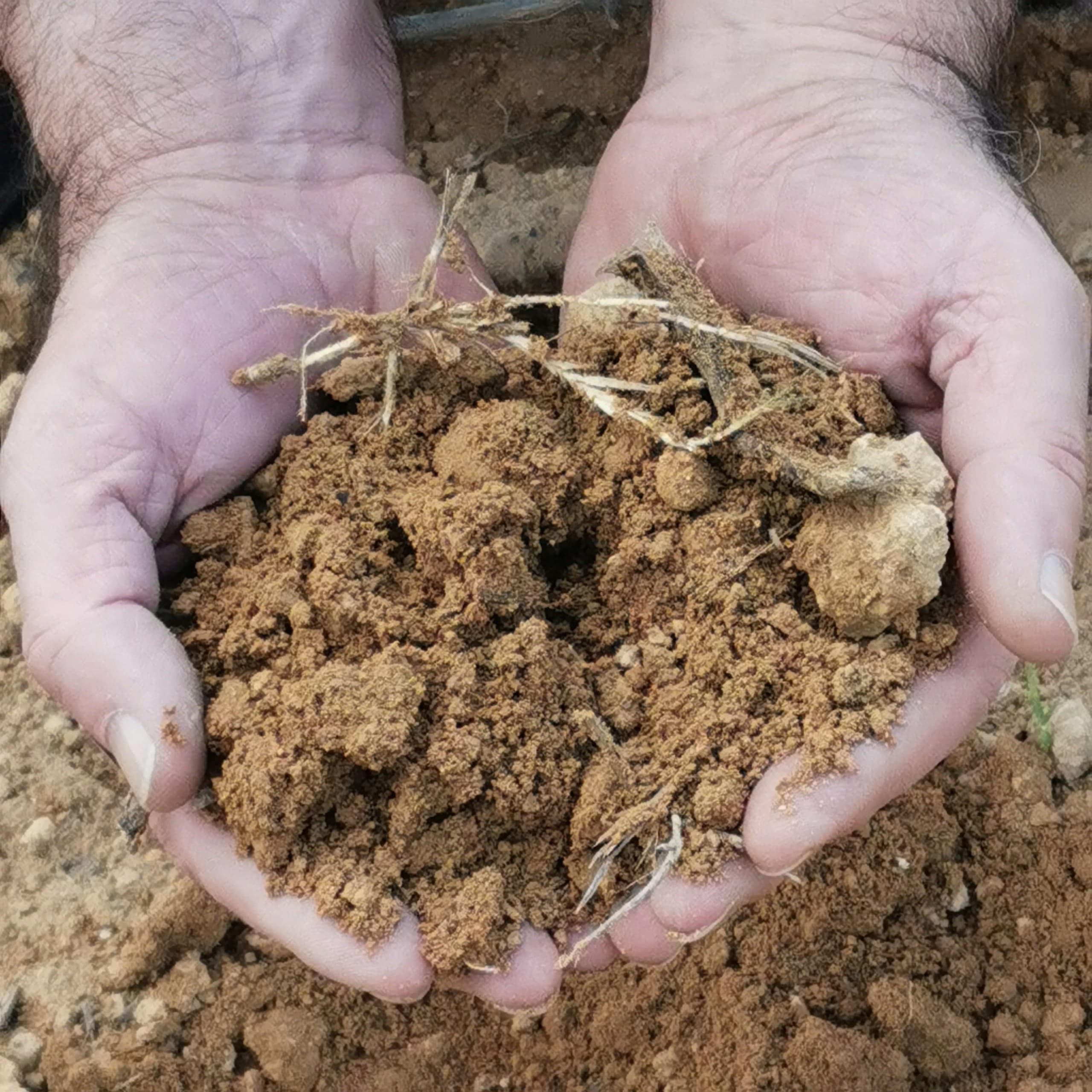 Hands holding vineyard soil and roots showing terroir
