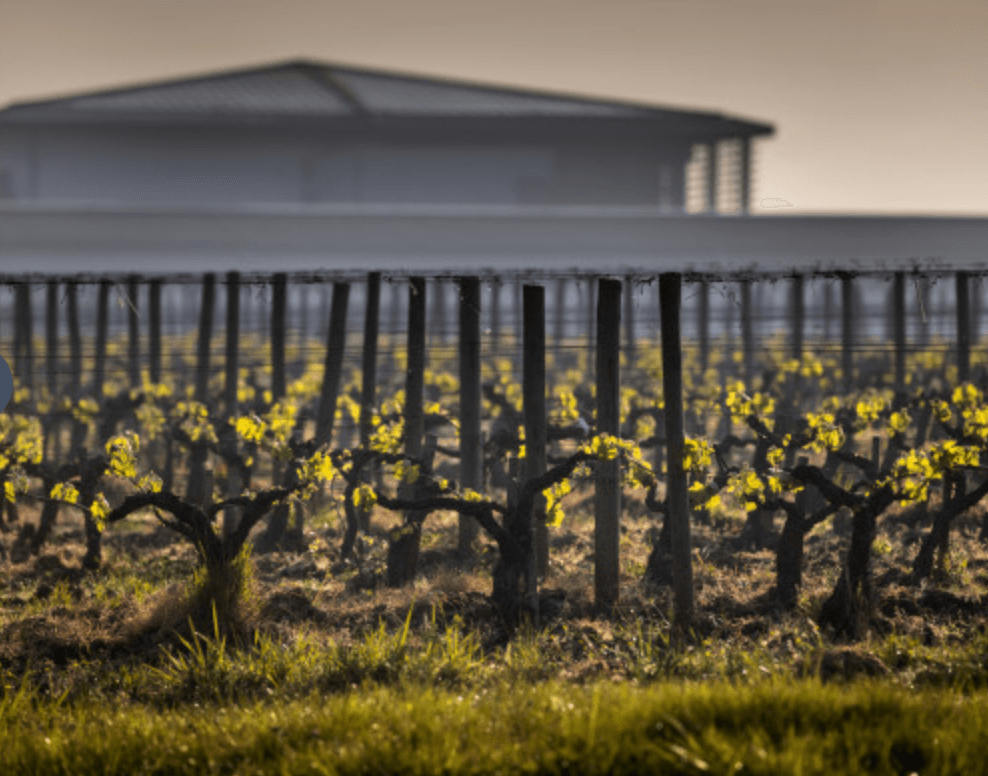 Vineyard rows at Chateau Couhins with sunrise light and winery