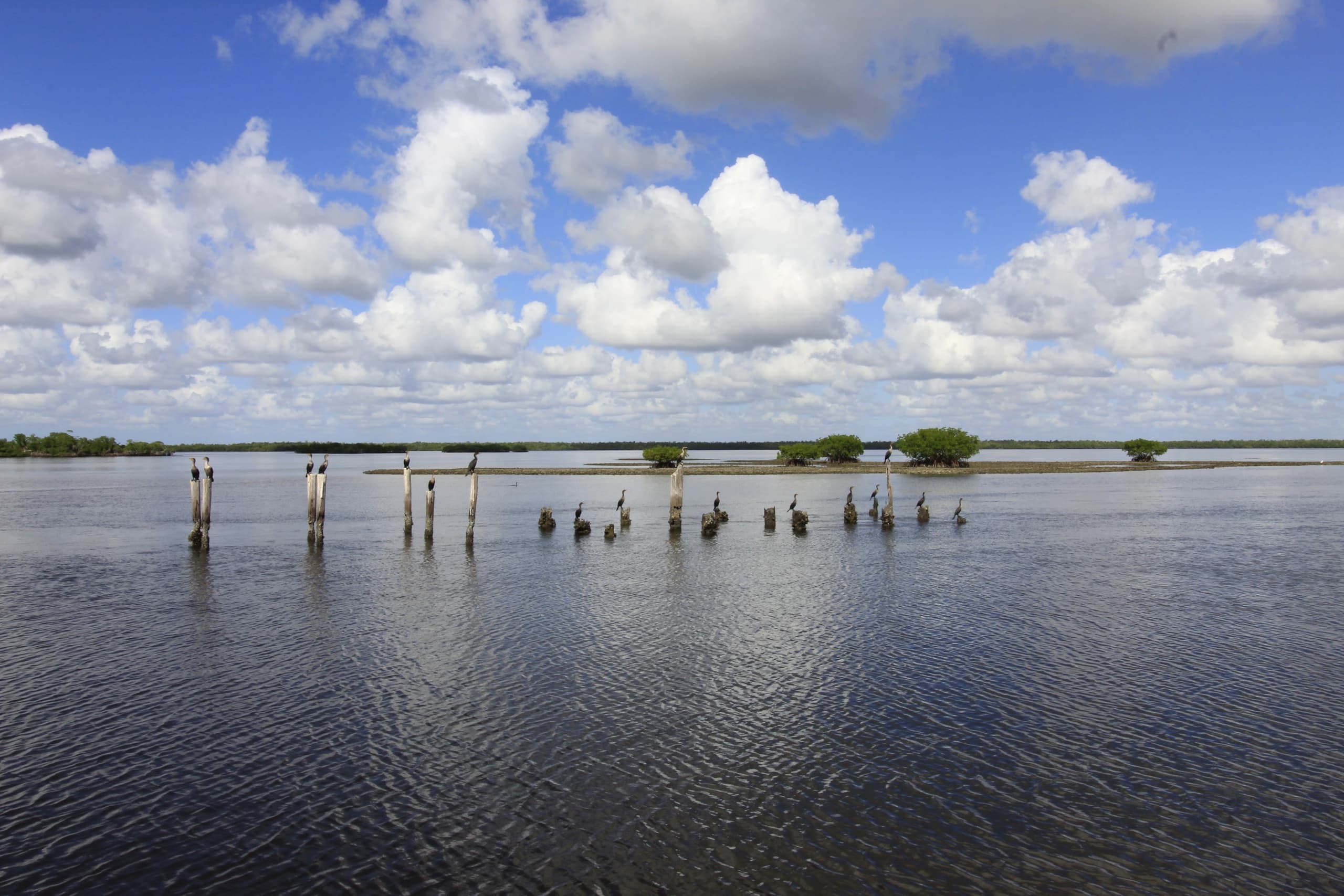 Family & Kids Fishing with Mangrove Explorers in Naples