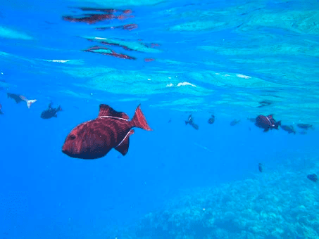 Snorkel Adventure with Punkfish Diving in Fuencaliente de La Palma