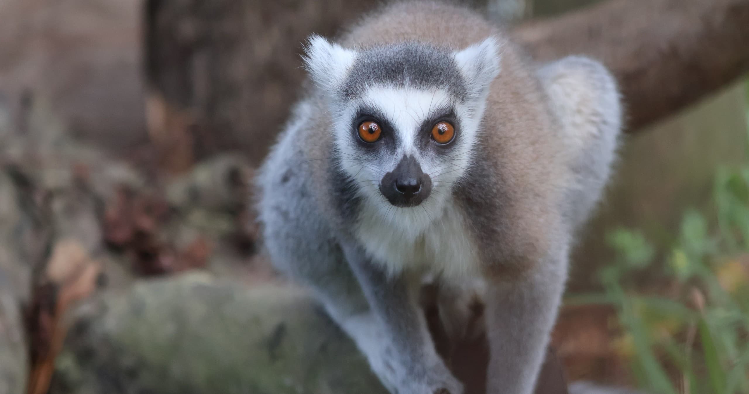 Bring the Zoo to Your Party: Off Site Animal Encounters in Albany, GA