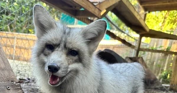 Wildlife & Nature Land Adventure with Pawsitive Beginnings Inc