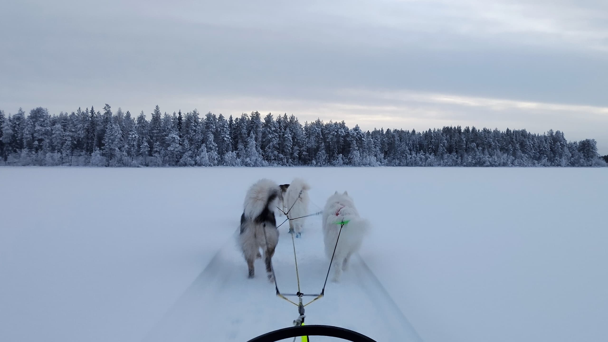 Private Arctic Day in Posio: Snowmobile, Kota Lunch & Husky Sledding photo 3