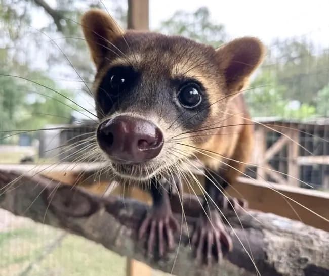 Monthly Guided Tour at mooreexoticanimalranch: Meet and Feed Animals in Riverview, FL