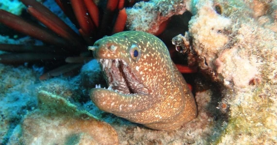 Scuba Certification with Underwater Oahu in Oahu