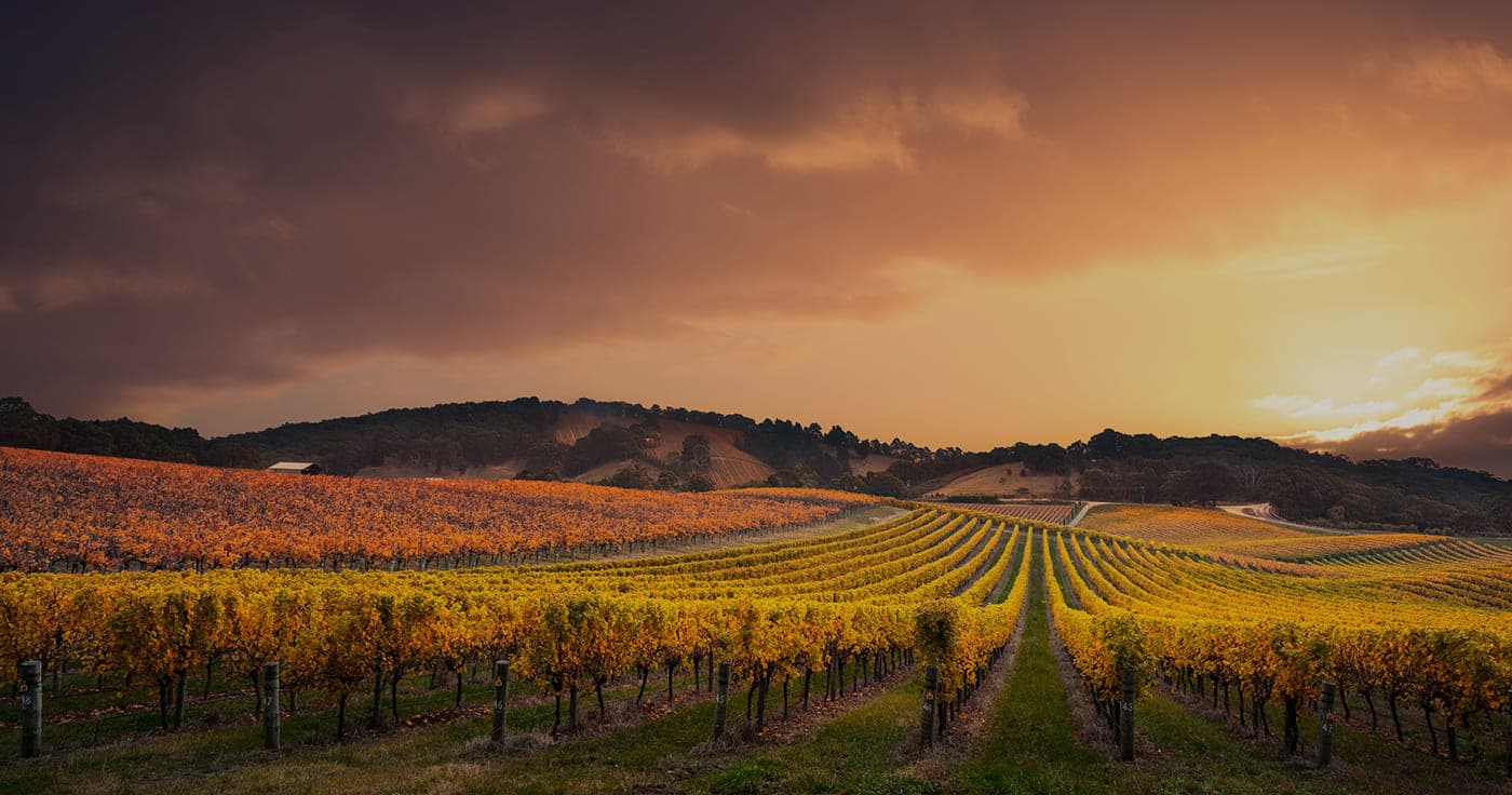 Vineyard rows at sunset in Willamette Valley, Oregon