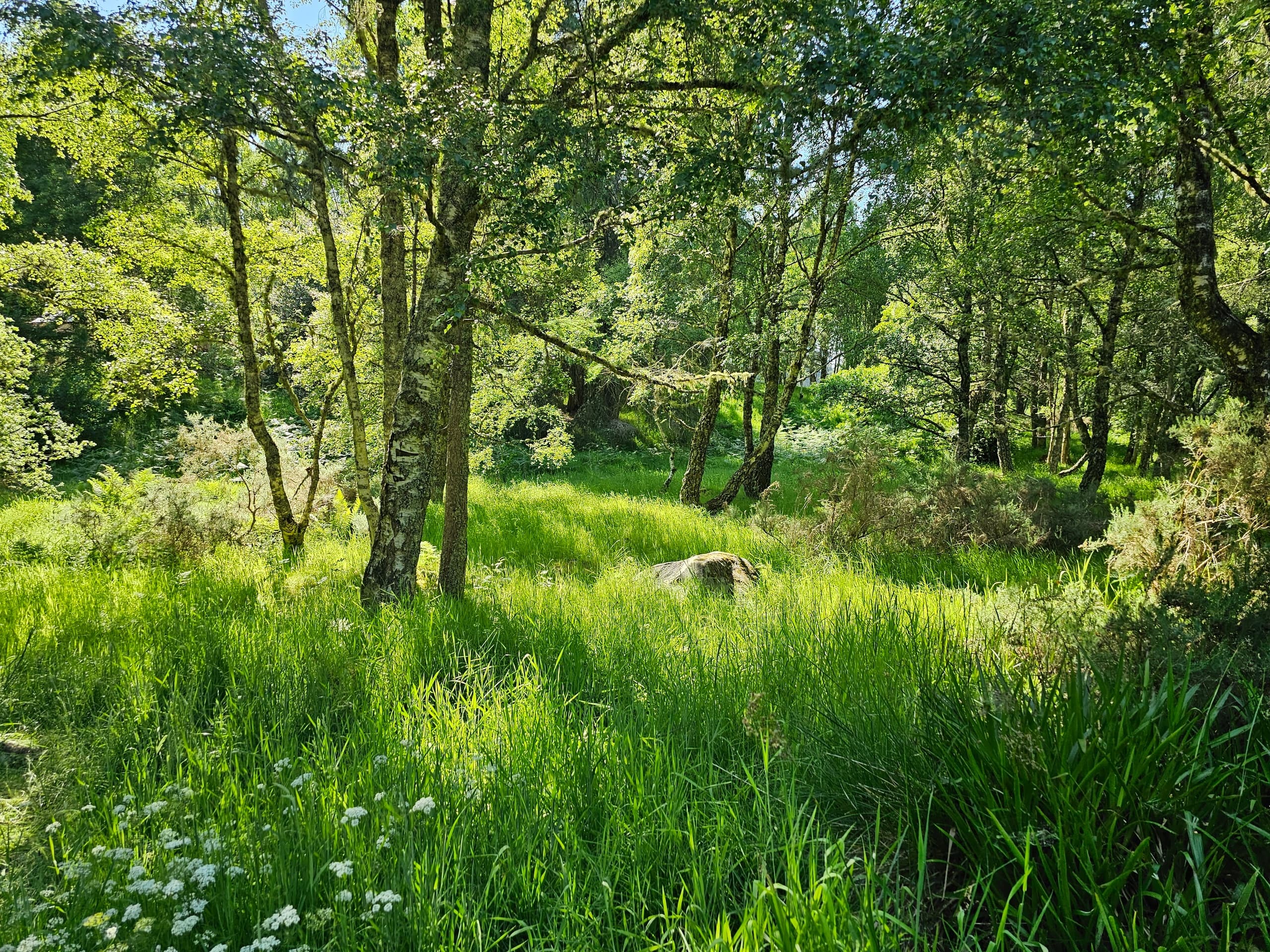 Rustic Woodland Camping with Ace Adventure Ltd in Dunphail