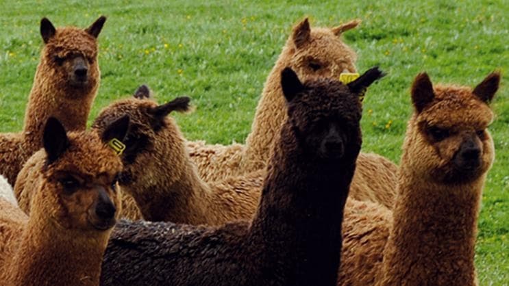 Animal Encounters at Alpakafarm Schaber: Alpaca Tours & Fiber Insights